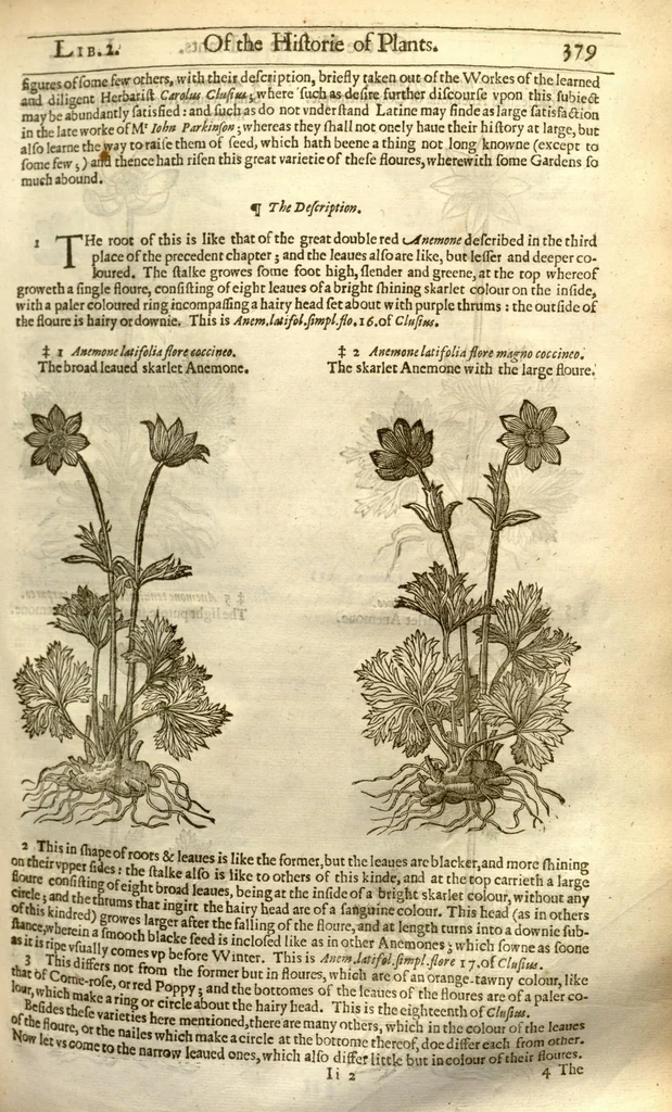 An illustration from The herball, or, Generall historie of plantes /gathered by John Gerarde of London master in chirurgerie ; very much enlarged and amended by Thomas Johnson citizen and apothecarye of London., 1636, leaf 417