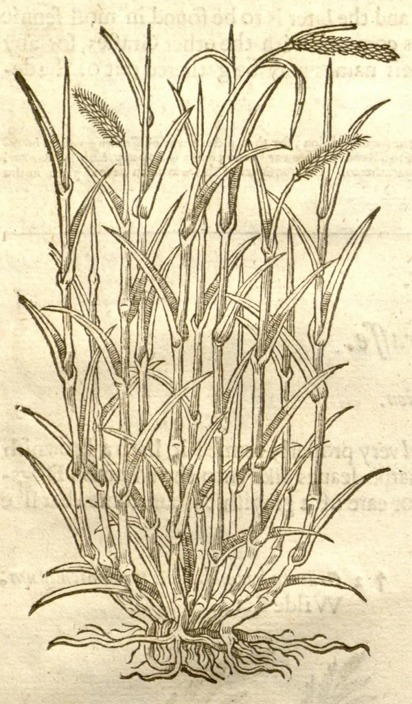An illustration from The herball, or, Generall historie of plantes /gathered by John Gerarde of London master in chirurgerie ; very much enlarged and amended by Thomas Johnson citizen and apothecarye of London., 1636, leaf 43