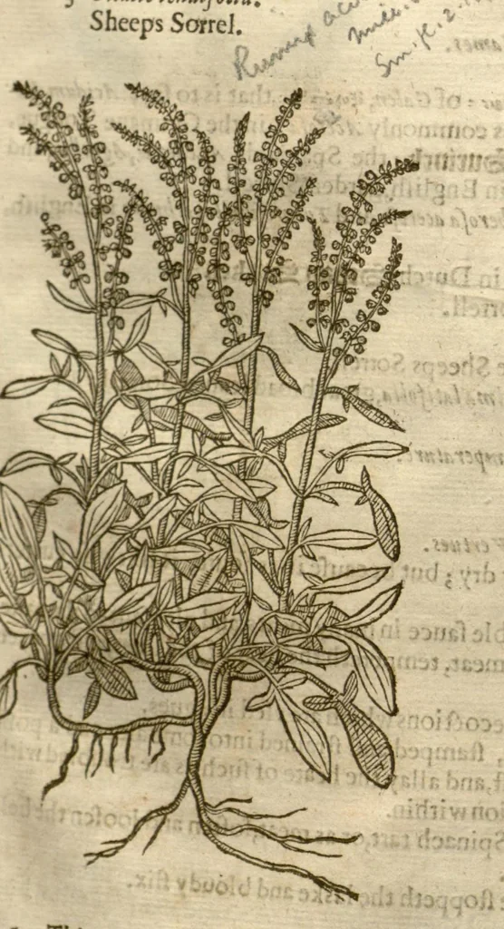 An illustration from The herball, or, Generall historie of plantes /gathered by John Gerarde of London master in chirurgerie ; very much enlarged and amended by Thomas Johnson citizen and apothecarye of London., 1636, leaf 435