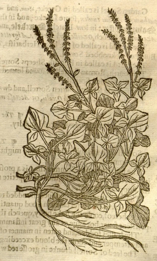 An illustration from The herball, or, Generall historie of plantes /gathered by John Gerarde of London master in chirurgerie ; very much enlarged and amended by Thomas Johnson citizen and apothecarye of London., 1636, leaf 435