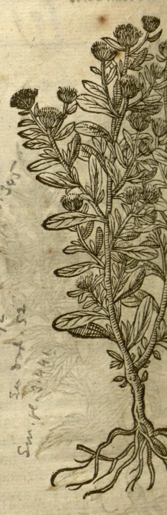 An illustration from The herball, or, Generall historie of plantes /gathered by John Gerarde of London master in chirurgerie ; very much enlarged and amended by Thomas Johnson citizen and apothecarye of London., 1636, leaf 520