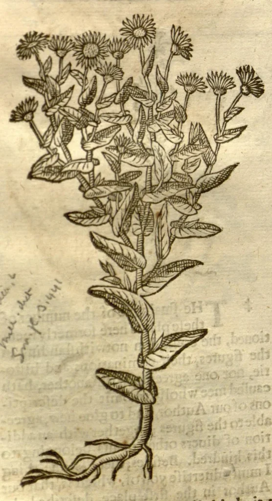An illustration from The herball, or, Generall historie of plantes /gathered by John Gerarde of London master in chirurgerie ; very much enlarged and amended by Thomas Johnson citizen and apothecarye of London., 1636, leaf 520