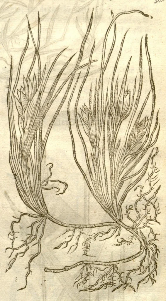 An illustration from The herball, or, Generall historie of plantes /gathered by John Gerarde of London master in chirurgerie ; very much enlarged and amended by Thomas Johnson citizen and apothecarye of London., 1636, leaf 60