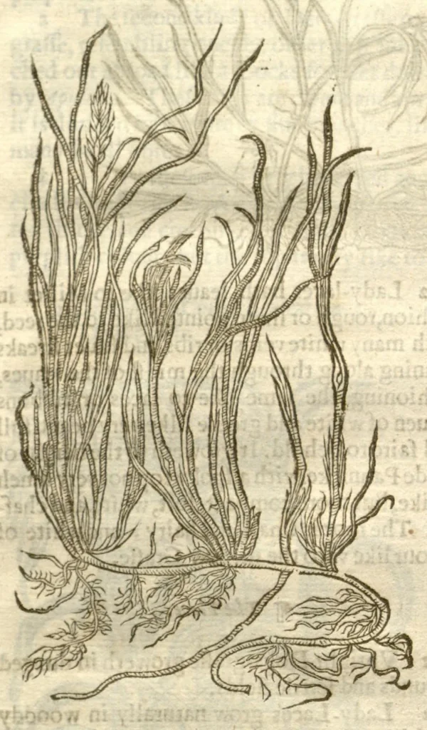 An illustration from The herball, or, Generall historie of plantes /gathered by John Gerarde of London master in chirurgerie ; very much enlarged and amended by Thomas Johnson citizen and apothecarye of London., 1636, leaf 60