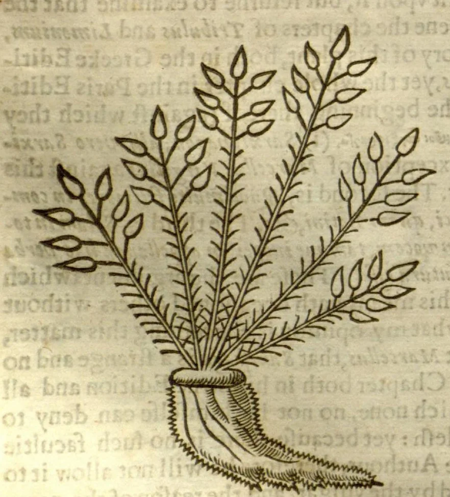 An illustration from The herball, or, Generall historie of plantes /gathered by John Gerarde of London master in chirurgerie ; very much enlarged and amended by Thomas Johnson citizen and apothecarye of London., 1636, leaf 641