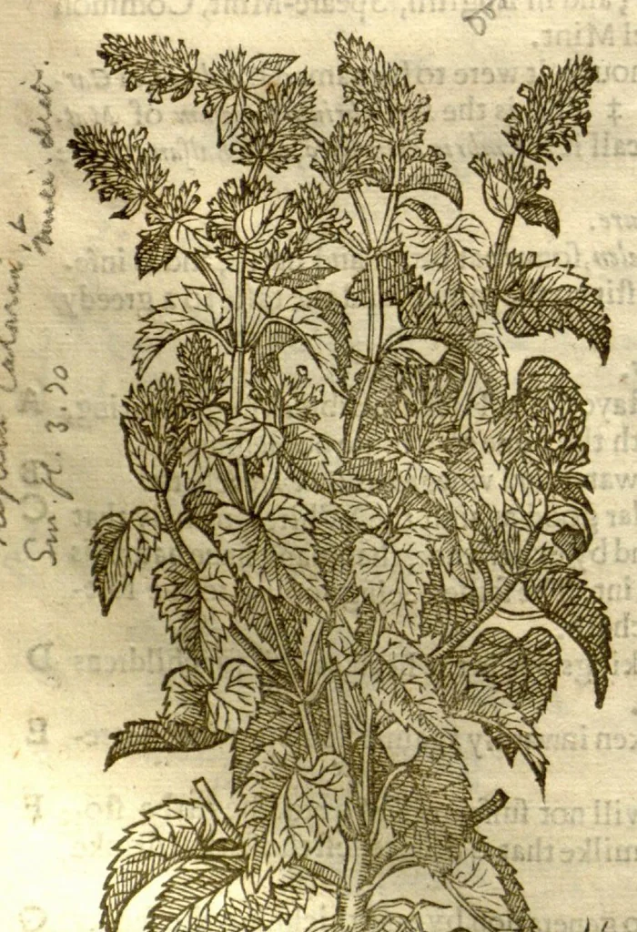 An illustration from The herball, or, Generall historie of plantes /gathered by John Gerarde of London master in chirurgerie ; very much enlarged and amended by Thomas Johnson citizen and apothecarye of London., 1636, leaf 719