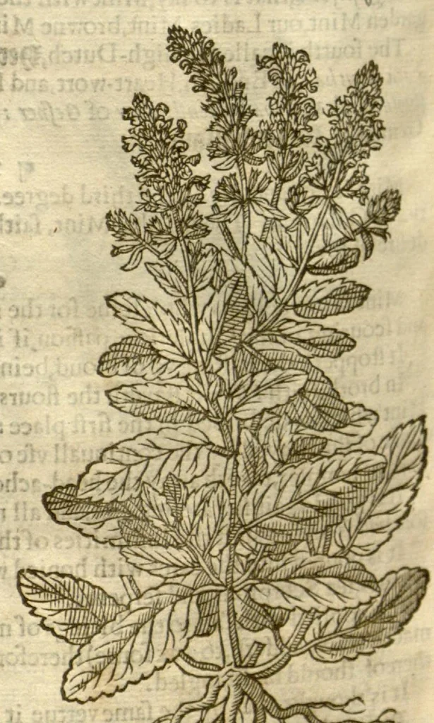 An illustration from The herball, or, Generall historie of plantes /gathered by John Gerarde of London master in chirurgerie ; very much enlarged and amended by Thomas Johnson citizen and apothecarye of London., 1636, leaf 719