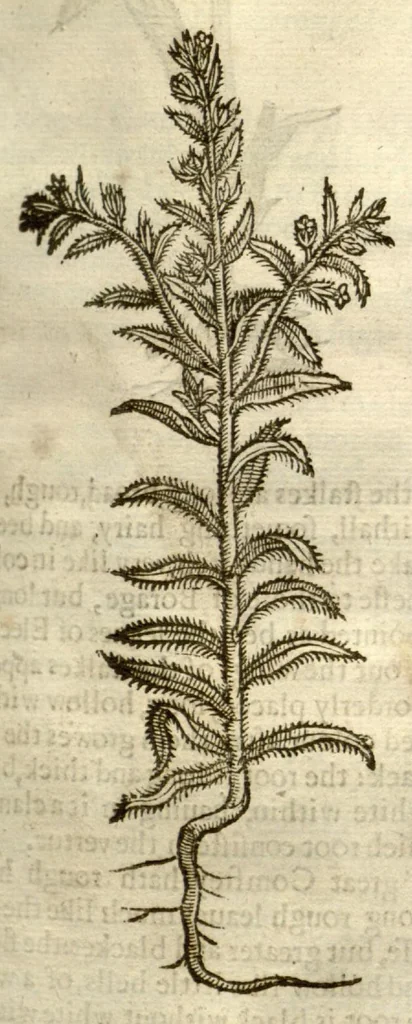 An illustration from The herball, or, Generall historie of plantes /gathered by John Gerarde of London master in chirurgerie ; very much enlarged and amended by Thomas Johnson citizen and apothecarye of London., 1636, leaf 842