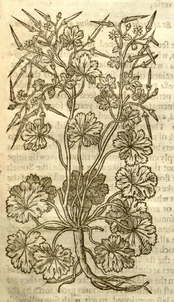 An illustration from The herball, or, Generall historie of plantes /gathered by John Gerarde of London master in chirurgerie ; very much enlarged and amended by Thomas Johnson citizen and apothecarye of London., 1636, leaf 975