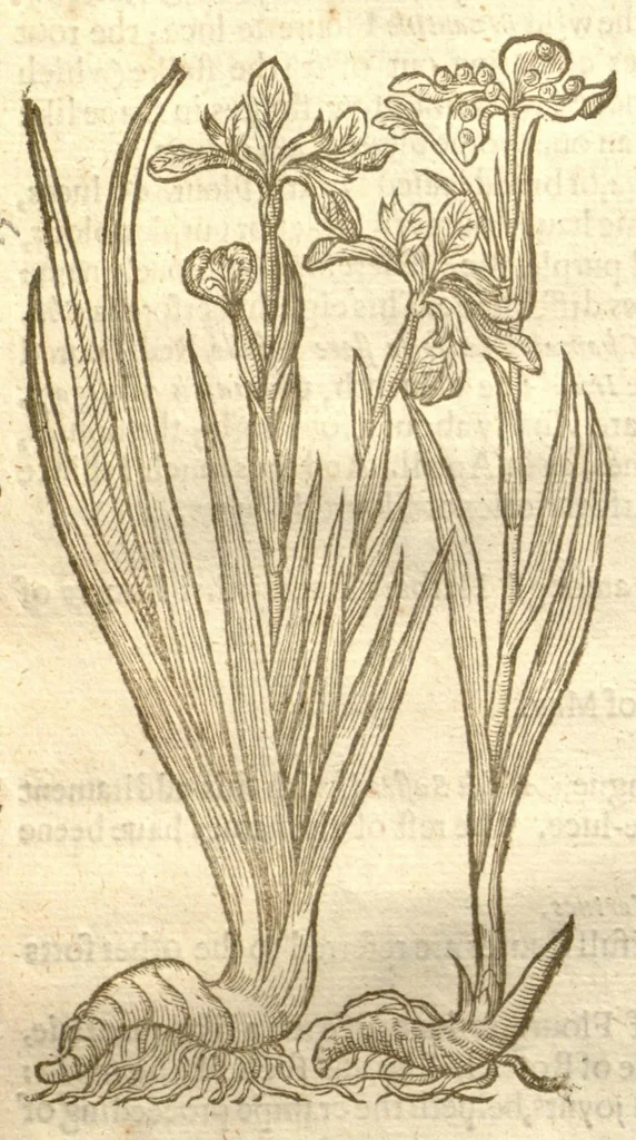 An illustration from The herball, or, Generall historie of plantes /gathered by John Gerarde of London master in chirurgerie ; very much enlarged and amended by Thomas Johnson citizen and apothecarye of London., 1636, leaf 99