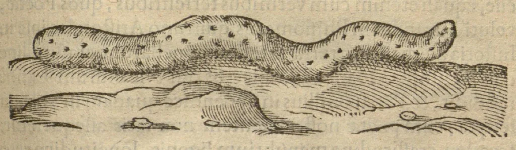 An illustration from Iacobi Grevini Claromontani Bellovaci Parisiensis medici ... De venenis libri duo. ?Gallice primum ab eo scripti, et a? multis hactenus Latini desiderati, /& nunc tandem opera & labore Hieremiae Martij ... in Latinum sermonem ... conuersi. Quibus adiunctus est praeterea? eiusdem auctoris de Antimonio tractatus, eodem interprete, vna? cum rerum memorabilium, praecipue? ad operis calcem, Indice., 1571, leaf 103