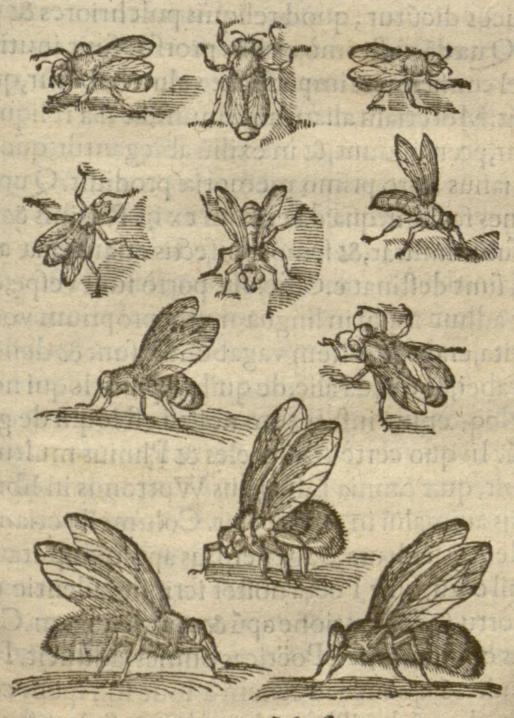 An illustration from Iacobi Grevini Claromontani Bellovaci Parisiensis medici ... De venenis libri duo. ?Gallice primum ab eo scripti, et a? multis hactenus Latini desiderati, /& nunc tandem opera & labore Hieremiae Martij ... in Latinum sermonem ... conuersi. Quibus adiunctus est praeterea? eiusdem auctoris de Antimonio tractatus, eodem interprete, vna? cum rerum memorabilium, praecipue? ad operis calcem, Indice., 1571, leaf 129