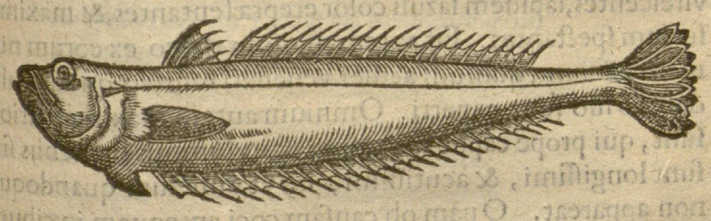 An illustration from Iacobi Grevini Claromontani Bellovaci Parisiensis medici ... De venenis libri duo. ?Gallice primum ab eo scripti, et a? multis hactenus Latini desiderati, /& nunc tandem opera & labore Hieremiae Martij ... in Latinum sermonem ... conuersi. Quibus adiunctus est praeterea? eiusdem auctoris de Antimonio tractatus, eodem interprete, vna? cum rerum memorabilium, praecipue? ad operis calcem, Indice., 1571, leaf 147
