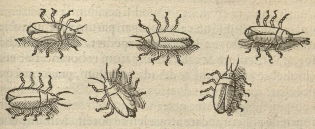 An illustration from Iacobi Grevini Claromontani Bellovaci Parisiensis medici ... De venenis libri duo. ?Gallice primum ab eo scripti, et a? multis hactenus Latini desiderati, /& nunc tandem opera & labore Hieremiae Martij ... in Latinum sermonem ... conuersi. Quibus adiunctus est praeterea? eiusdem auctoris de Antimonio tractatus, eodem interprete, vna? cum rerum memorabilium, praecipue? ad operis calcem, Indice., 1571, leaf 215