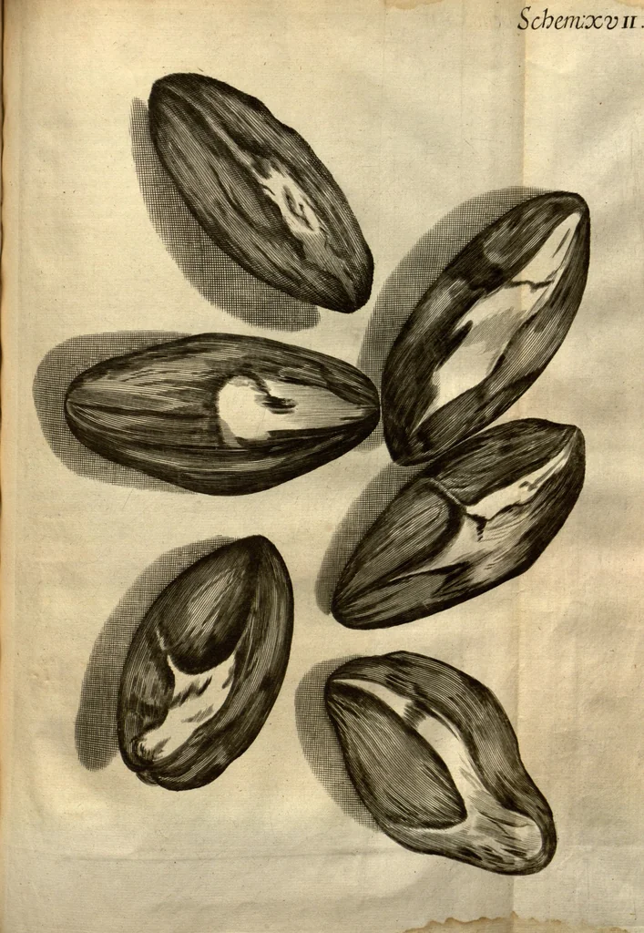 An illustration from Micrographia, or, Some physiological descriptions of minute bodies made by magnifying glasses ?with observations and inquiries thereupon /by R. Hooke ..., 1665, leaf 201