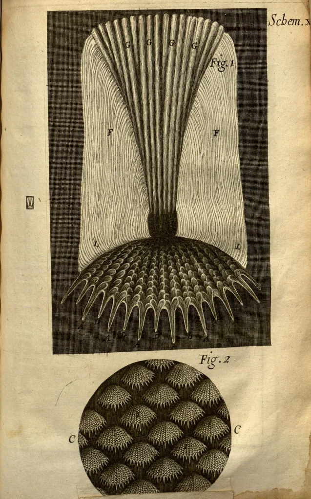 An illustration from Micrographia, or, Some physiological descriptions of minute bodies made by magnifying glasses ?with observations and inquiries thereupon /by R. Hooke ..., 1665, leaf 215