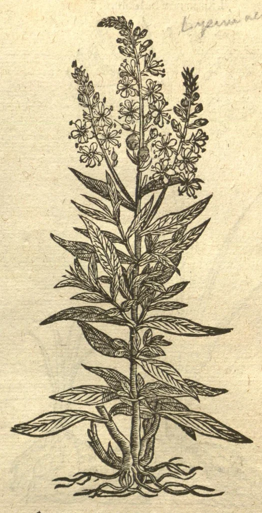 An illustration from Remberti Dodonaei ... Stirpium historiae pemptades sex, sive libri XXX. Varie ab auctore, paullo ante mortem, aucti & emendati., 1616, leaf 219