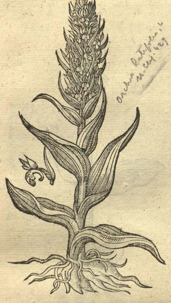 An illustration from Remberti Dodonaei ... Stirpium historiae pemptades sex, sive libri XXX. Varie ab auctore, paullo ante mortem, aucti & emendati., 1616, leaf 257