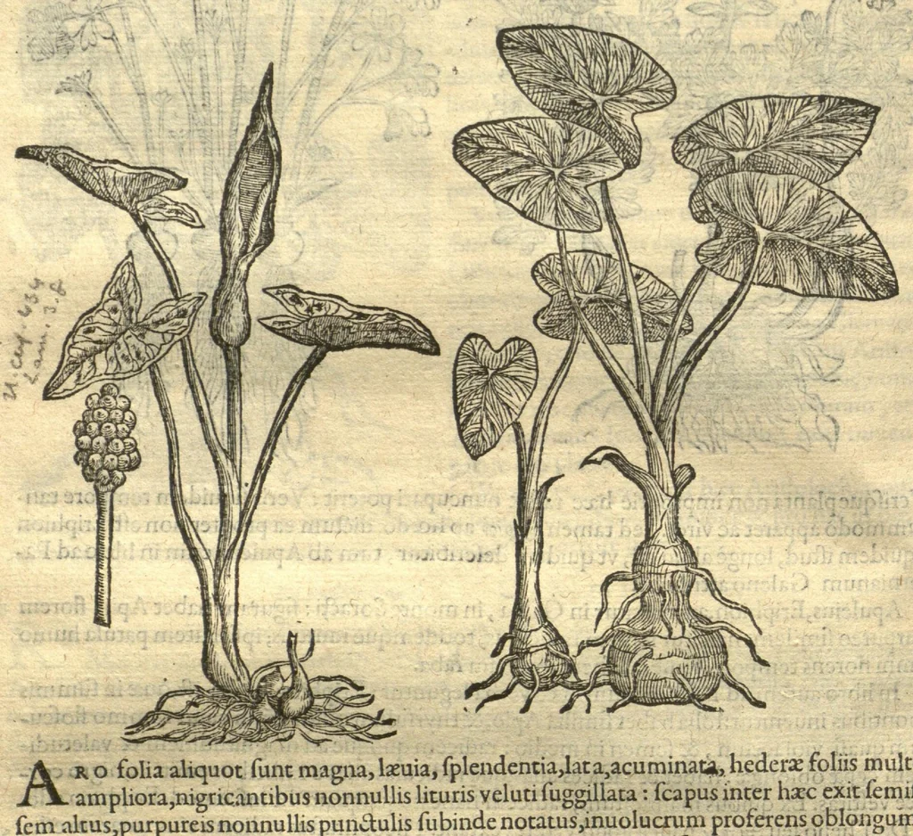 An illustration from Remberti Dodonaei ... Stirpium historiae pemptades sex, sive libri XXX. Varie ab auctore, paullo ante mortem, aucti & emendati., 1616, leaf 344