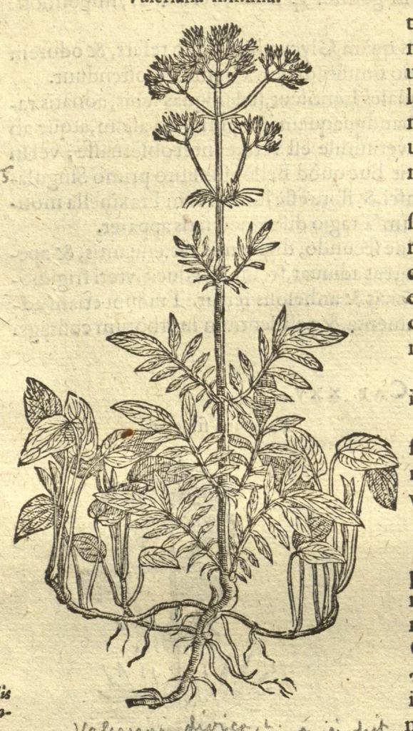 An illustration from Remberti Dodonaei ... Stirpium historiae pemptades sex, sive libri XXX. Varie ab auctore, paullo ante mortem, aucti & emendati., 1616, leaf 366