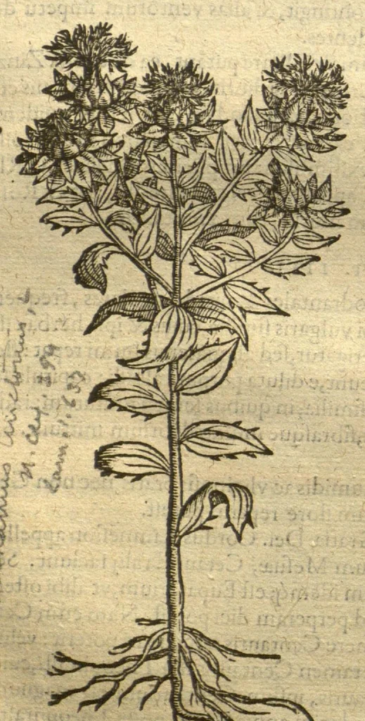 An illustration from Remberti Dodonaei ... Stirpium historiae pemptades sex, sive libri XXX. Varie ab auctore, paullo ante mortem, aucti & emendati., 1616, leaf 378