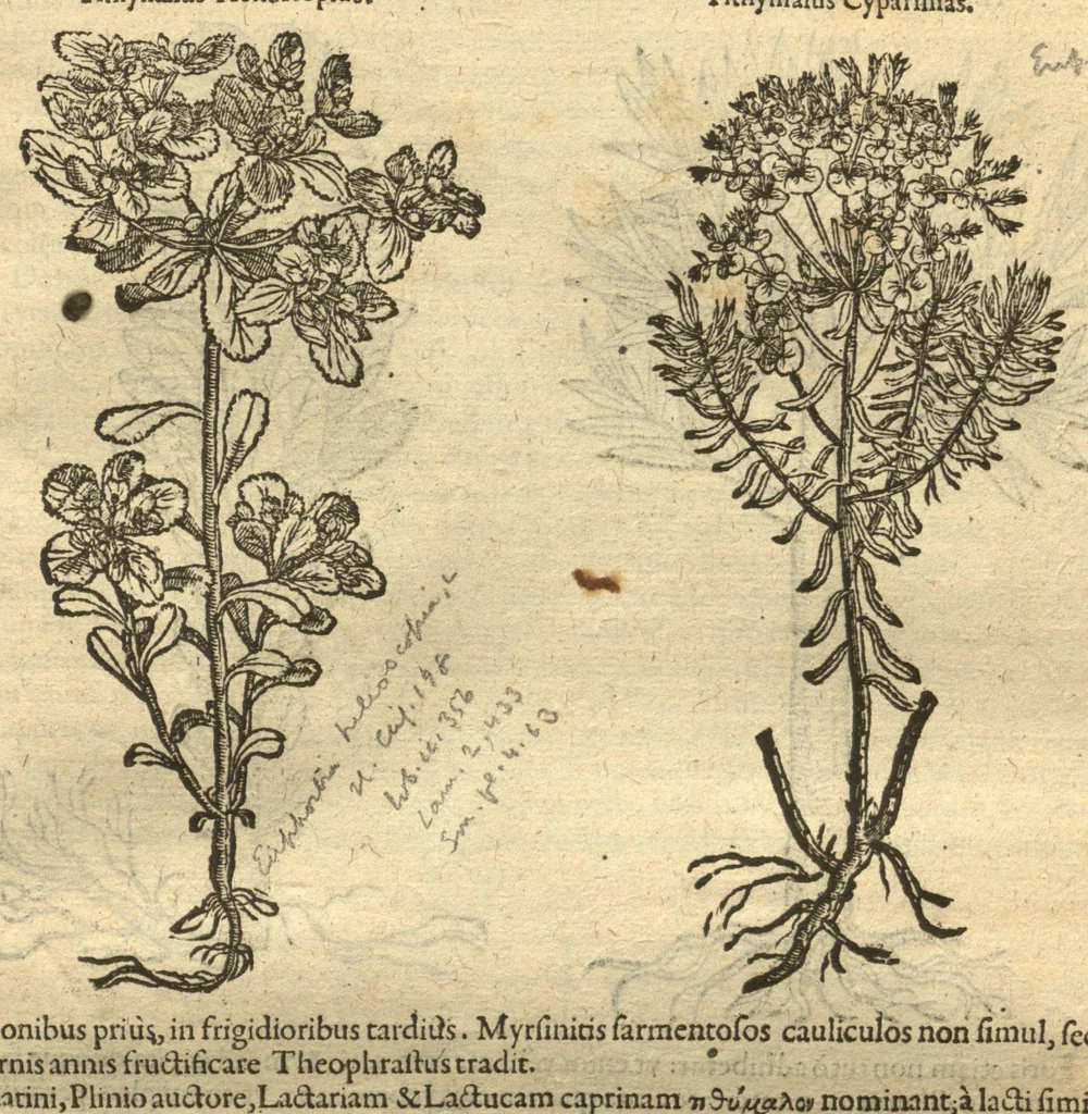An illustration from Remberti Dodonaei ... Stirpium historiae pemptades sex, sive libri XXX. Varie ab auctore, paullo ante mortem, aucti & emendati., 1616, leaf 387