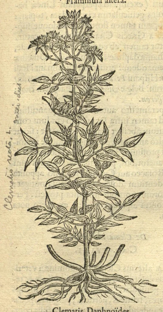 An illustration from Remberti Dodonaei ... Stirpium historiae pemptades sex, sive libri XXX. Varie ab auctore, paullo ante mortem, aucti & emendati., 1616, leaf 421