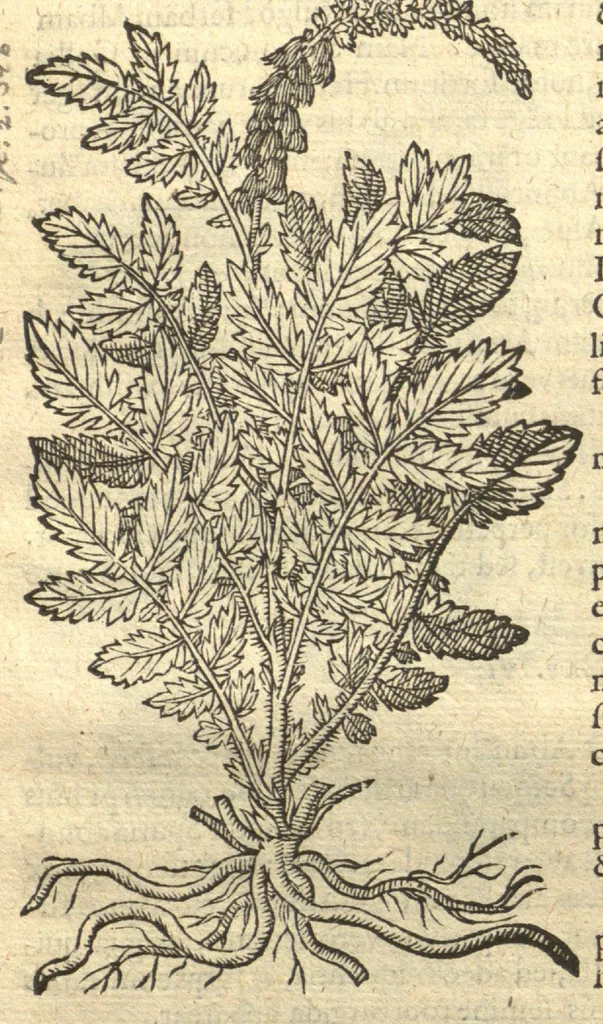 An illustration from Remberti Dodonaei ... Stirpium historiae pemptades sex, sive libri XXX. Varie ab auctore, paullo ante mortem, aucti & emendati., 1616, leaf 44