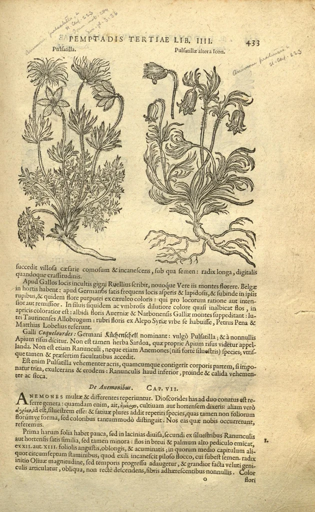 An illustration from Remberti Dodonaei ... Stirpium historiae pemptades sex, sive libri XXX. Varie ab auctore, paullo ante mortem, aucti & emendati., 1616, leaf 449