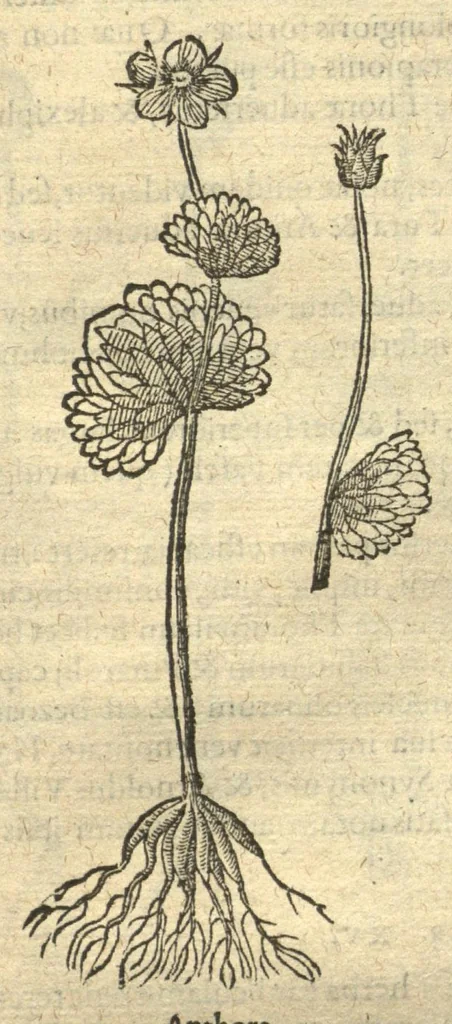 An illustration from Remberti Dodonaei ... Stirpium historiae pemptades sex, sive libri XXX. Varie ab auctore, paullo ante mortem, aucti & emendati., 1616, leaf 459