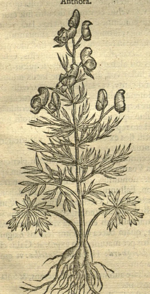 An illustration from Remberti Dodonaei ... Stirpium historiae pemptades sex, sive libri XXX. Varie ab auctore, paullo ante mortem, aucti & emendati., 1616, leaf 459