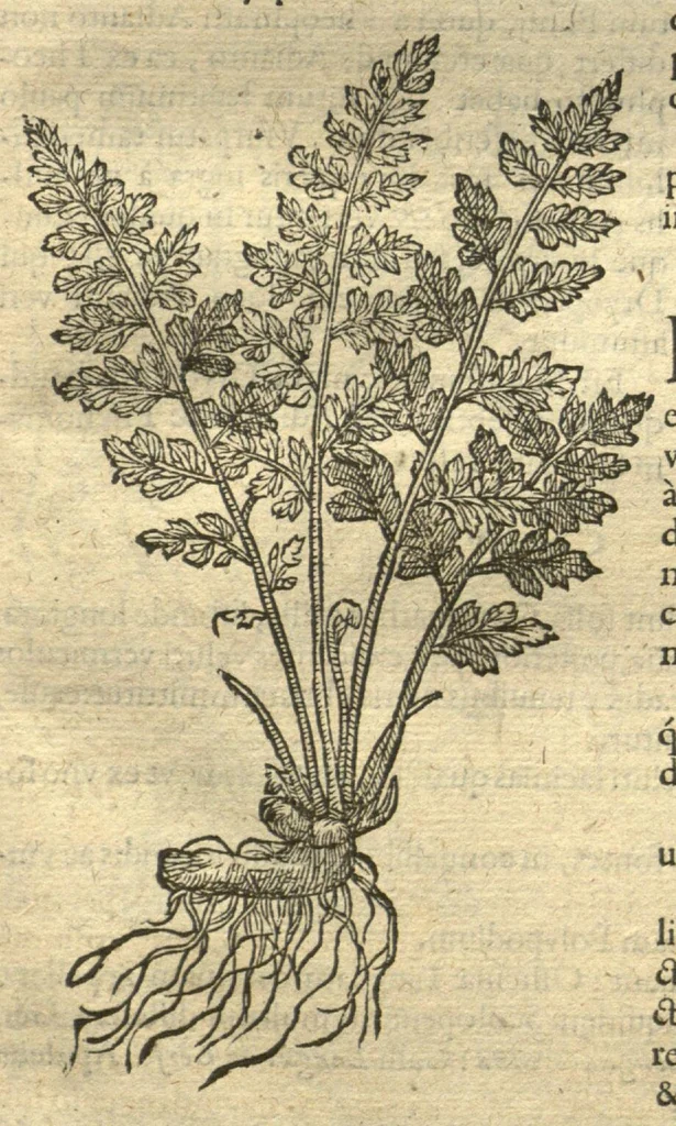 An illustration from Remberti Dodonaei ... Stirpium historiae pemptades sex, sive libri XXX. Varie ab auctore, paullo ante mortem, aucti & emendati., 1616, leaf 481