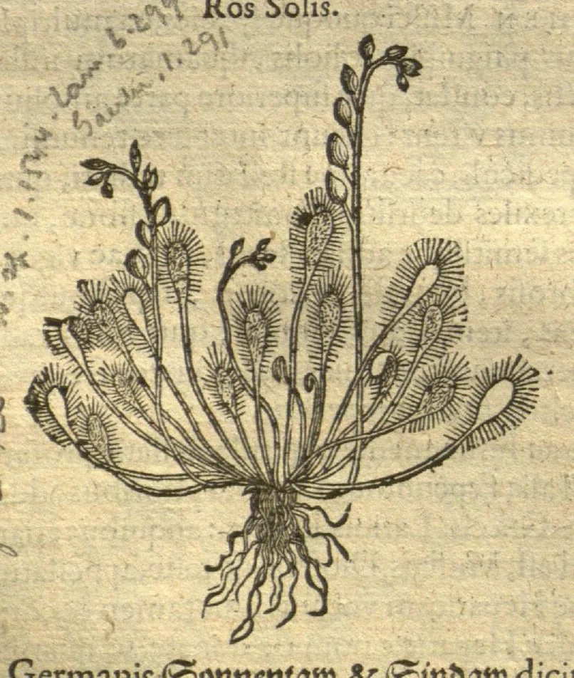 An illustration from Remberti Dodonaei ... Stirpium historiae pemptades sex, sive libri XXX. Varie ab auctore, paullo ante mortem, aucti & emendati., 1616, leaf 490
