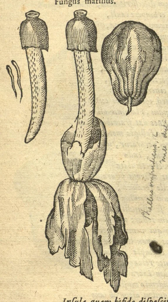 An illustration from Remberti Dodonaei ... Stirpium historiae pemptades sex, sive libri XXX. Varie ab auctore, paullo ante mortem, aucti & emendati., 1616, leaf 499