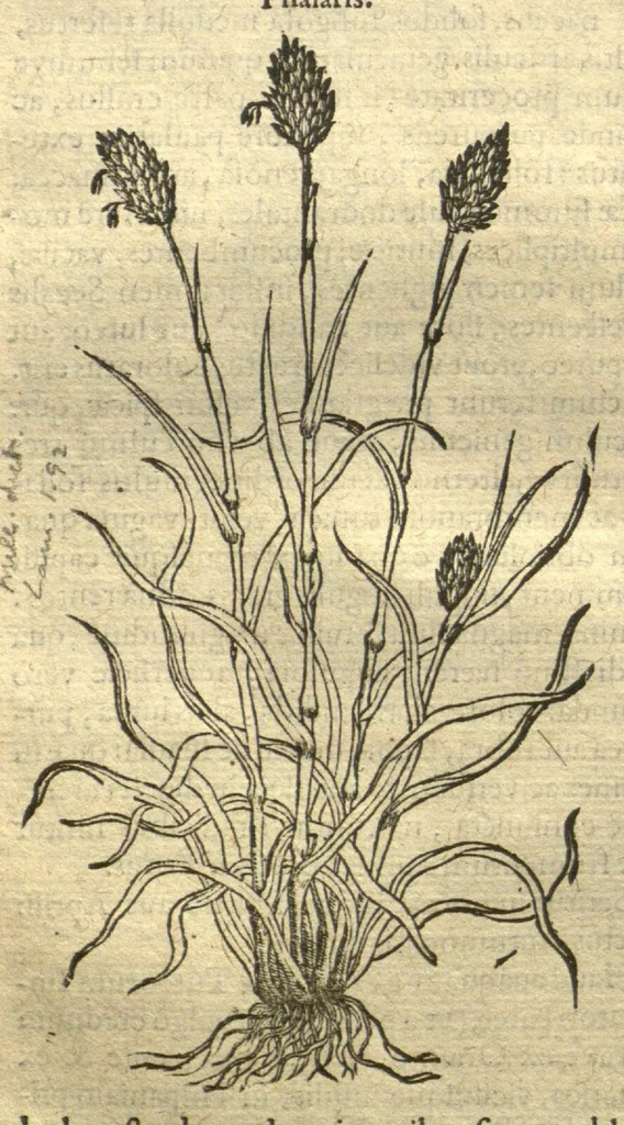 An illustration from Remberti Dodonaei ... Stirpium historiae pemptades sex, sive libri XXX. Varie ab auctore, paullo ante mortem, aucti & emendati., 1616, leaf 526