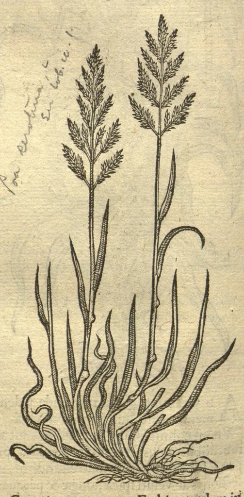 An illustration from Remberti Dodonaei ... Stirpium historiae pemptades sex, sive libri XXX. Varie ab auctore, paullo ante mortem, aucti & emendati., 1616, leaf 576