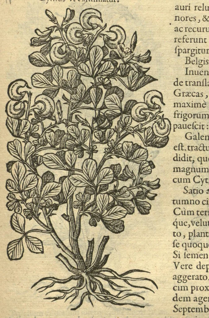 An illustration from Remberti Dodonaei ... Stirpium historiae pemptades sex, sive libri XXX. Varie ab auctore, paullo ante mortem, aucti & emendati., 1616, leaf 585