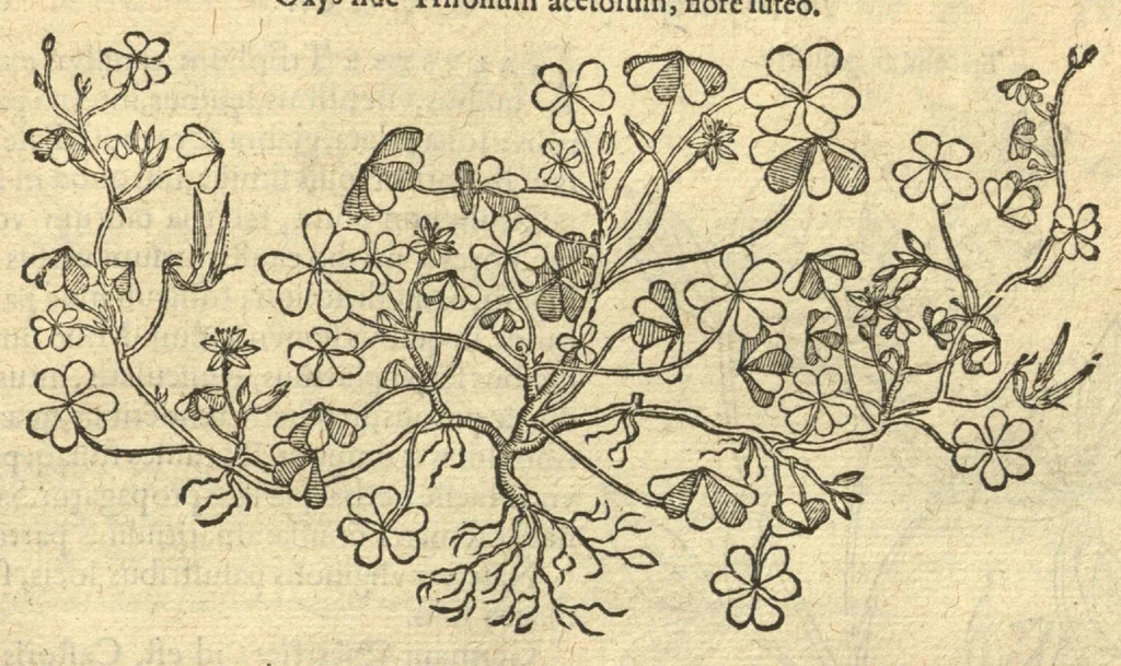 An illustration from Remberti Dodonaei ... Stirpium historiae pemptades sex, sive libri XXX. Varie ab auctore, paullo ante mortem, aucti & emendati., 1616, leaf 595