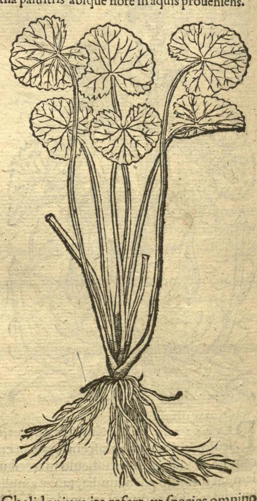 An illustration from Remberti Dodonaei ... Stirpium historiae pemptades sex, sive libri XXX. Varie ab auctore, paullo ante mortem, aucti & emendati., 1616, leaf 614