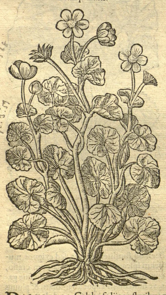 An illustration from Remberti Dodonaei ... Stirpium historiae pemptades sex, sive libri XXX. Varie ab auctore, paullo ante mortem, aucti & emendati., 1616, leaf 614