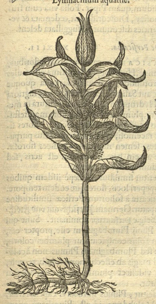 An illustration from Remberti Dodonaei ... Stirpium historiae pemptades sex, sive libri XXX. Varie ab auctore, paullo ante mortem, aucti & emendati., 1616, leaf 623