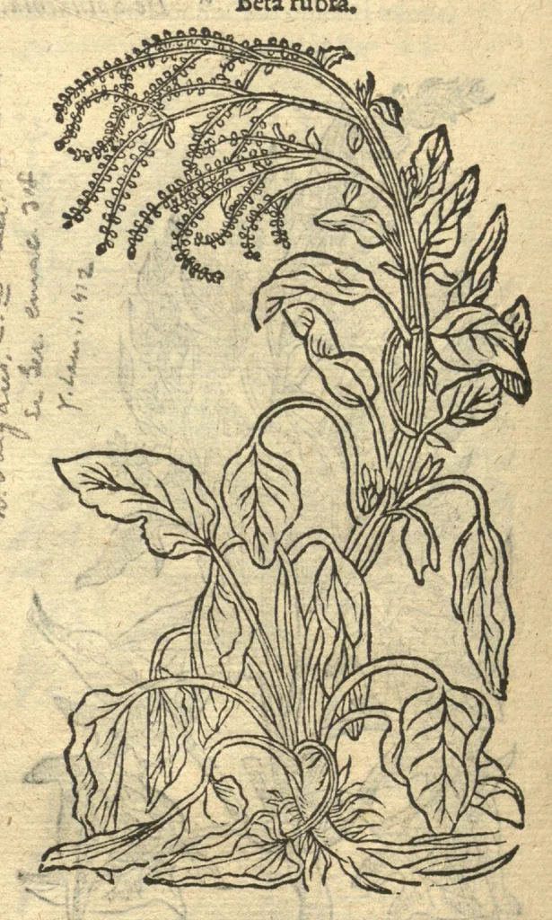 An illustration from Remberti Dodonaei ... Stirpium historiae pemptades sex, sive libri XXX. Varie ab auctore, paullo ante mortem, aucti & emendati., 1616, leaf 636