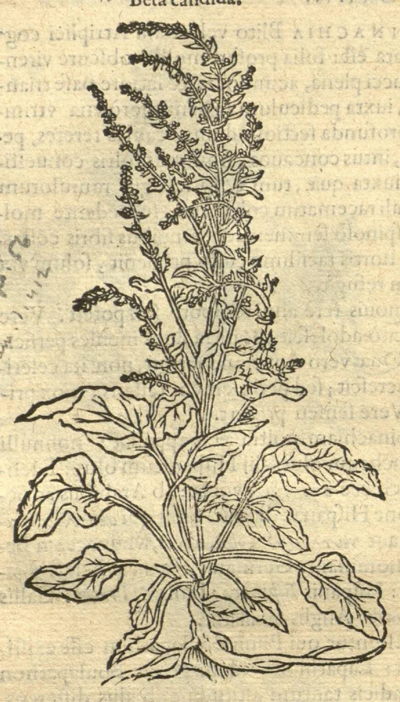 An illustration from Remberti Dodonaei ... Stirpium historiae pemptades sex, sive libri XXX. Varie ab auctore, paullo ante mortem, aucti & emendati., 1616, leaf 636