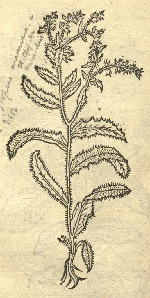 An illustration from Remberti Dodonaei ... Stirpium historiae pemptades sex, sive libri XXX. Varie ab auctore, paullo ante mortem, aucti & emendati., 1616, leaf 644