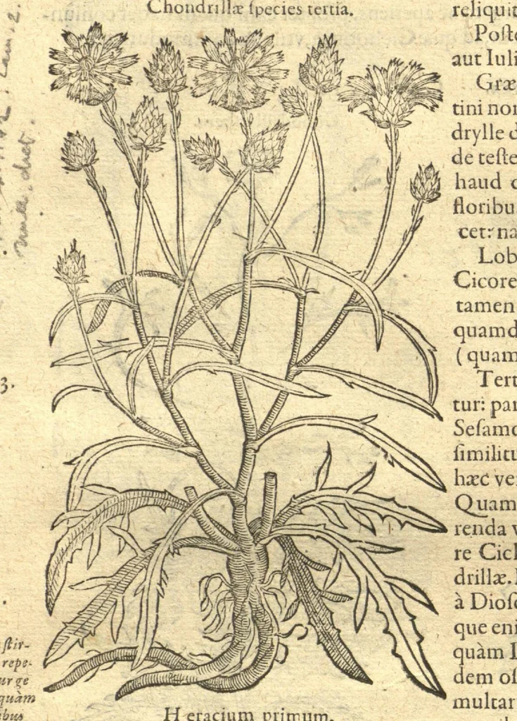 An illustration from Remberti Dodonaei ... Stirpium historiae pemptades sex, sive libri XXX. Varie ab auctore, paullo ante mortem, aucti & emendati., 1616, leaf 654