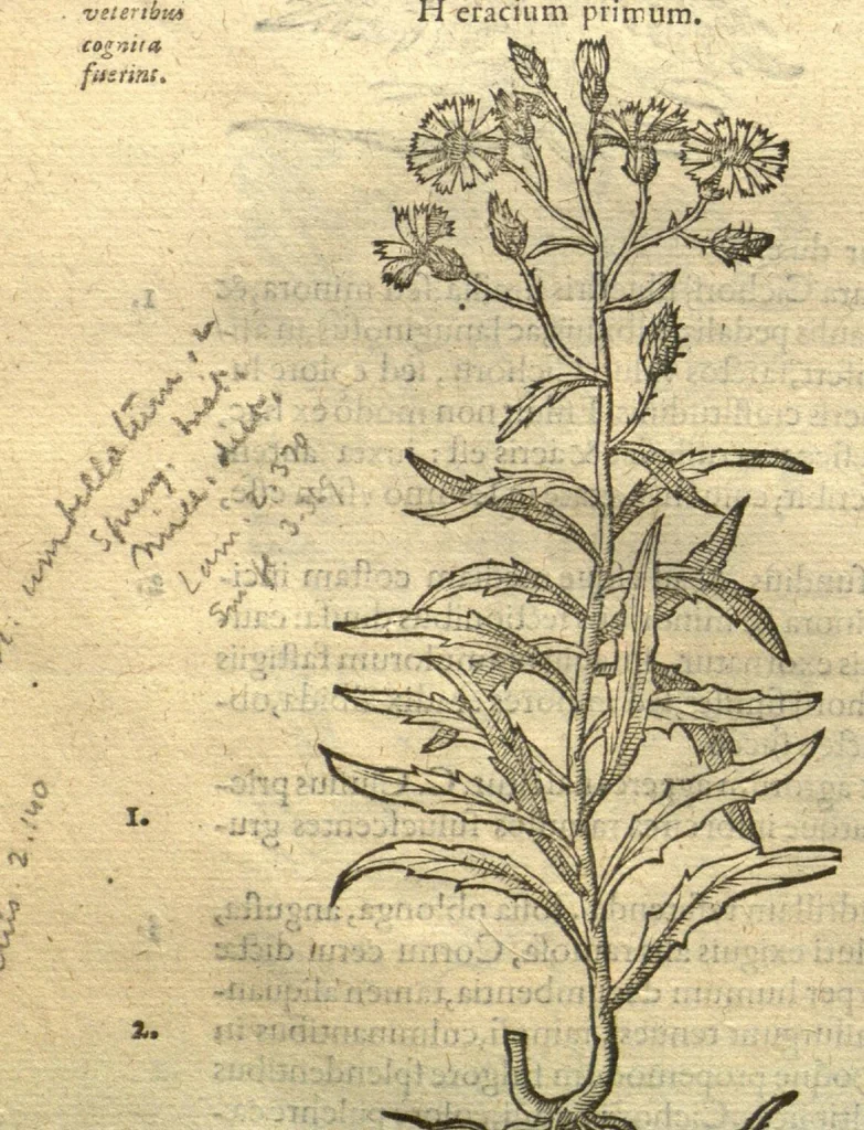 An illustration from Remberti Dodonaei ... Stirpium historiae pemptades sex, sive libri XXX. Varie ab auctore, paullo ante mortem, aucti & emendati., 1616, leaf 654