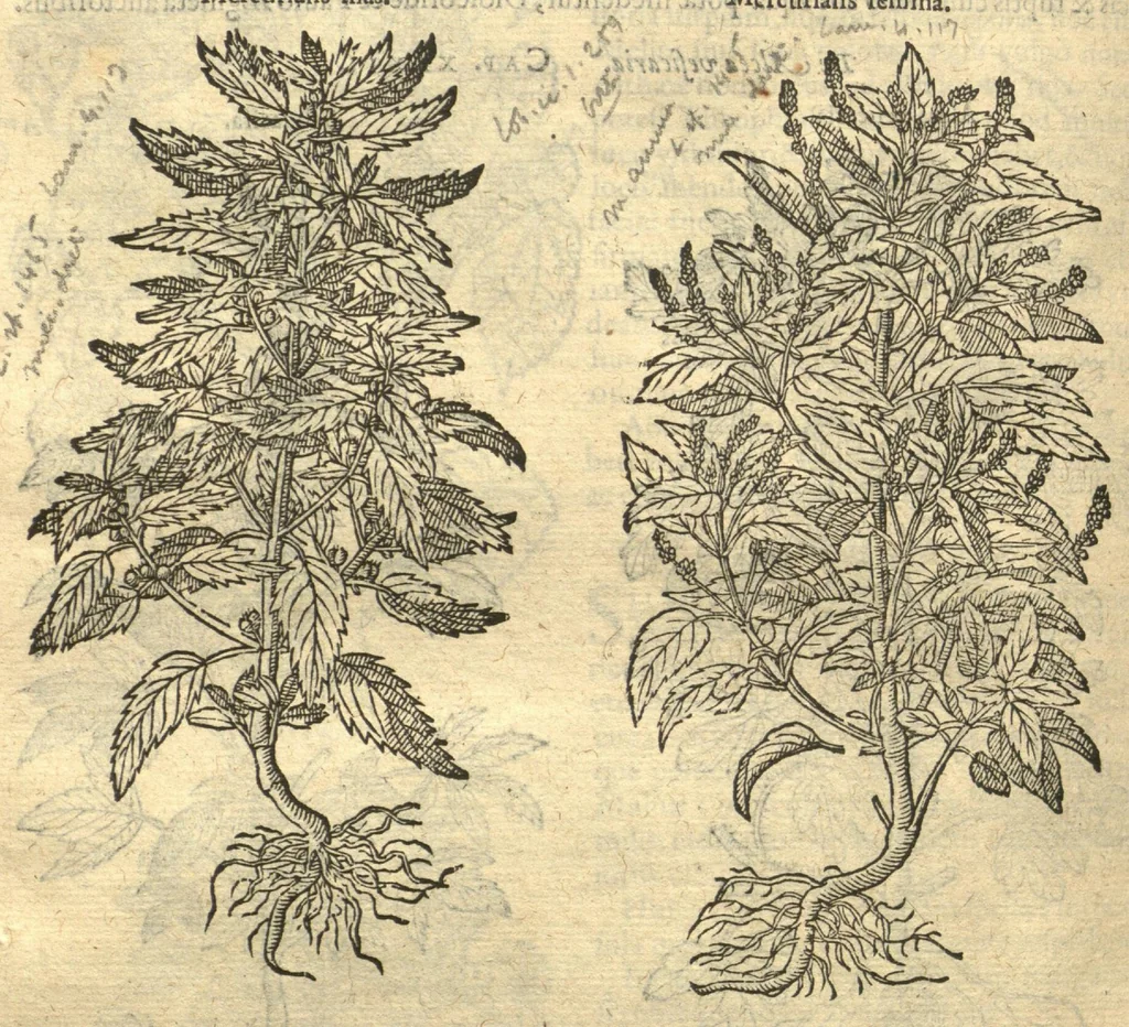 An illustration from Remberti Dodonaei ... Stirpium historiae pemptades sex, sive libri XXX. Varie ab auctore, paullo ante mortem, aucti & emendati., 1616, leaf 674