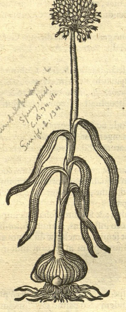 An illustration from Remberti Dodonaei ... Stirpium historiae pemptades sex, sive libri XXX. Varie ab auctore, paullo ante mortem, aucti & emendati., 1616, leaf 706