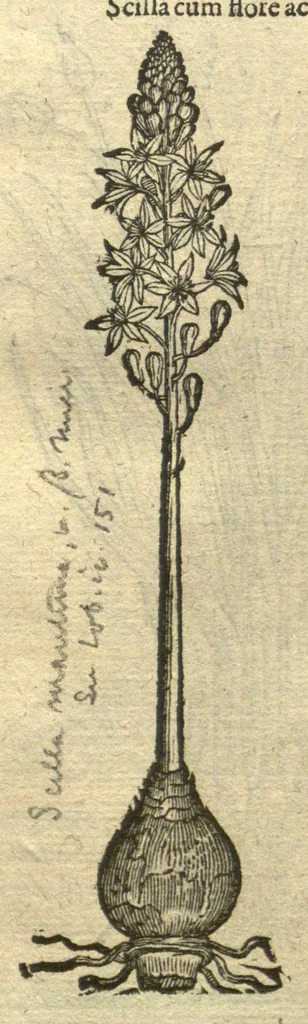 An illustration from Remberti Dodonaei ... Stirpium historiae pemptades sex, sive libri XXX. Varie ab auctore, paullo ante mortem, aucti & emendati., 1616, leaf 706