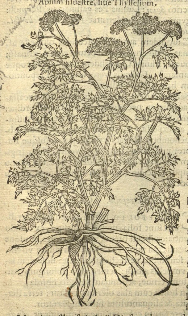 An illustration from Remberti Dodonaei ... Stirpium historiae pemptades sex, sive libri XXX. Varie ab auctore, paullo ante mortem, aucti & emendati., 1616, leaf 715